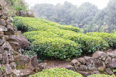 Fujian, Çin - 24 Aralık 2015: Çay plantasyon Xiping şehir içinde. ünlü tarihi bir site içinde Xiping, Anxi, Fujian, Çin.