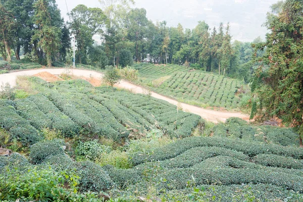 FUJIAN, CHINA - 24 dic 2015: Plantación de té en Xiping Town. un sitio histórico famoso en Xiping, Anxi, Fujian, China . —  Fotos de Stock