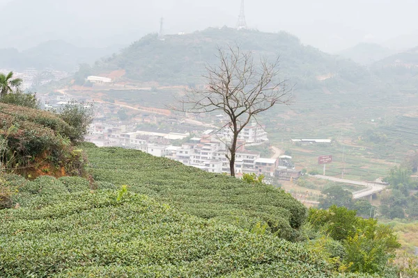 FUJIAN, CHINA - 24 dic 2015: Plantación de té en Xiping Town. un sitio histórico famoso en Xiping, Anxi, Fujian, China . —  Fotos de Stock