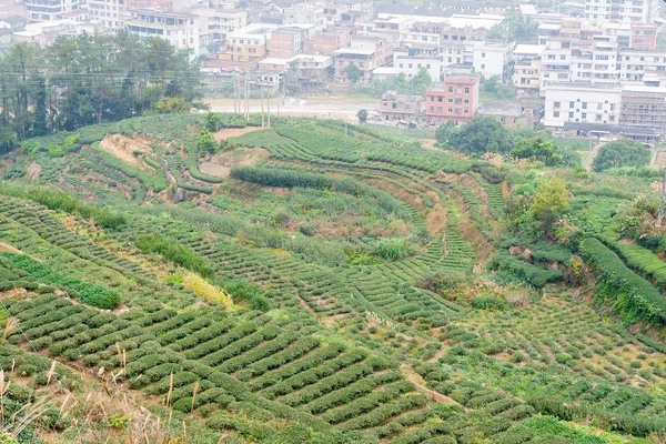 FUJIAN, CHINA - 24 dic 2015: Plantación de té en Xiping Town. un sitio histórico famoso en Xiping, Anxi, Fujian, China . —  Fotos de Stock