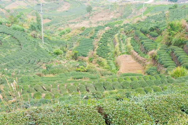 FUJIAN, CHINA - 24 dic 2015: Plantación de té en Xiping Town. un sitio histórico famoso en Xiping, Anxi, Fujian, China . —  Fotos de Stock