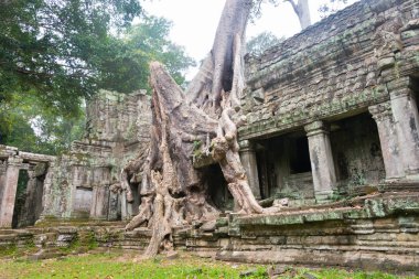 Siem Reap, Kamboçya - 13 Aralık 2016: Preah Khan Angkor içinde. bir ünlü Ören (Unesco Dünya Mirası) Angkor, Siem Reap, Kamboçya.