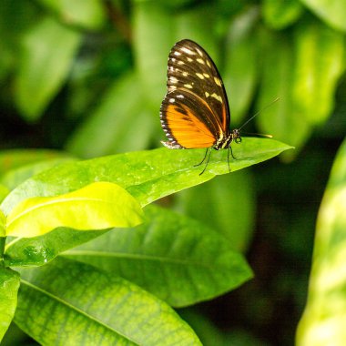 yeşil arka plan bulanık, böcek kelebeği