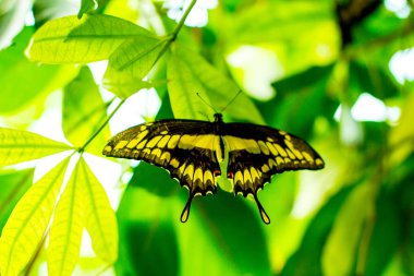 Papilio ophidicephalus yaprak üzerinde tünemiş,