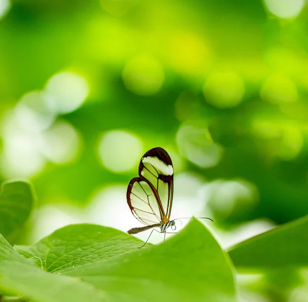 Εντόμων πεταλούδα πράσινο φόντο είναι θολή — Φωτογραφία Αρχείου