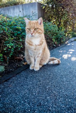 Sokakta güzel kızıl saçlı kedi