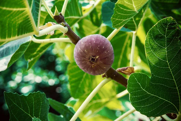 Despejar figo maduro na árvore, foco suave — Fotografia de Stock