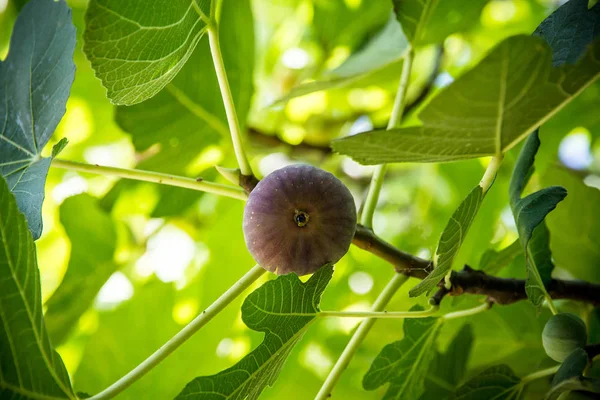 Despejar figo maduro na árvore, foco suave — Fotografia de Stock