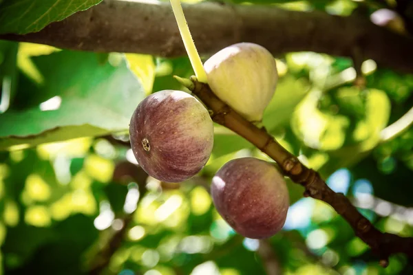 Dripping ripe fig on the tree, soft focus — Stock Photo, Image
