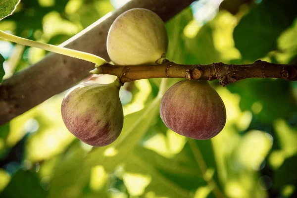 Спелые инжир на дерево, мягкий фокус — стоковое фото