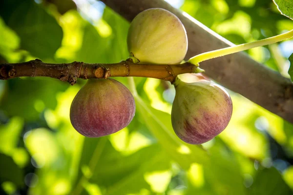 Спелые инжир на дерево, мягкий фокус — стоковое фото