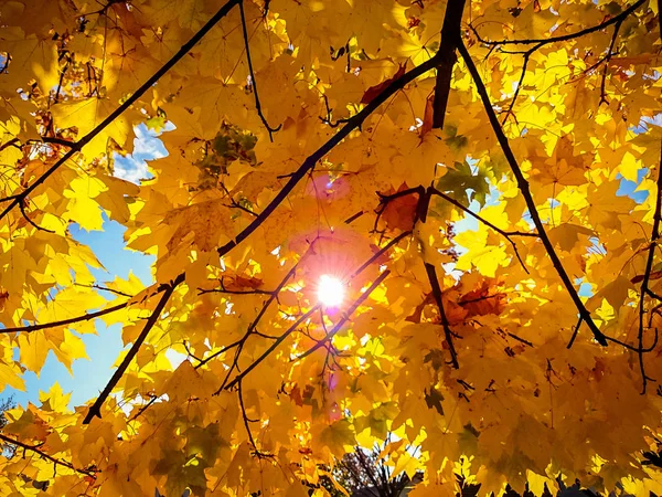 Gold yellow maple leaves in autumn — Stock Photo, Image