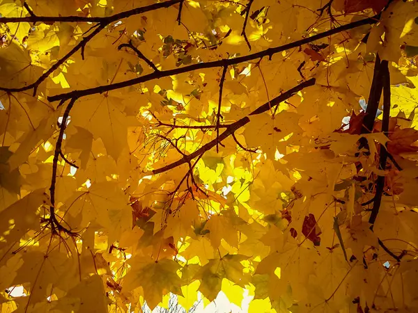 Feuilles d'érable jaune doré en automne — Photo