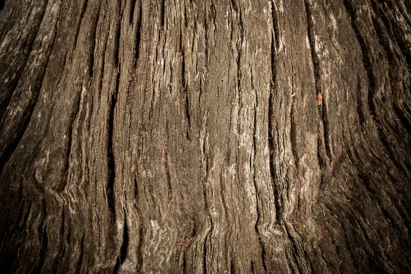 Antiguo tronco de árbol como fondo con viñeta — Foto de Stock