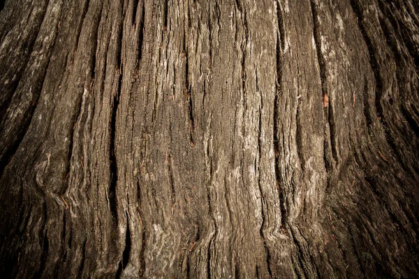 Antiguo tronco de árbol como fondo con viñeta —  Fotos de Stock