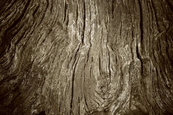 Gammal trädstam som bakgrund med vinjett — Stockfoto