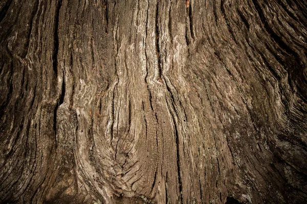 Antiguo tronco de árbol como fondo con viñeta — Foto de Stock