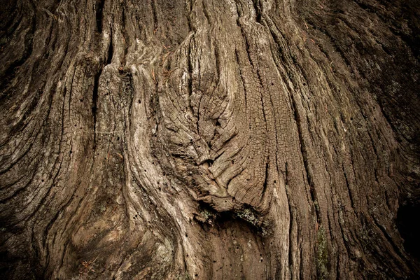 Tronco de árvore velha como fundo com vinheta — Fotografia de Stock