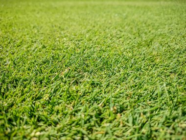 Golf Sahası, doğal yeşil çimen