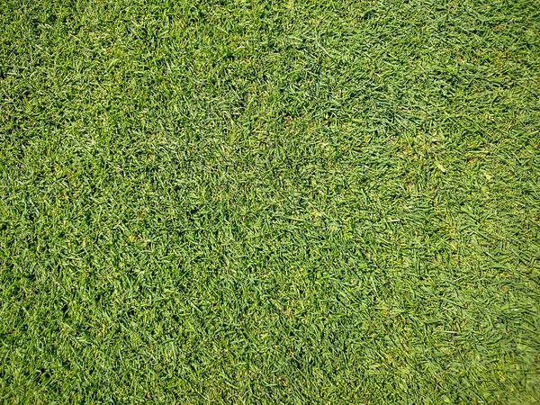 Поле для гольфа, натуральная зеленая трава — стоковое фото