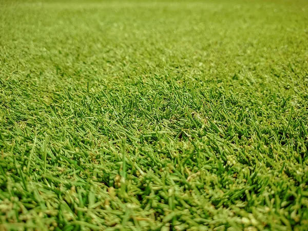 Golfplatz, natürliches grünes Gras — Stockfoto