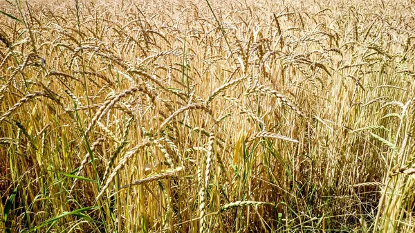Altın, olgun buğday alan arka plan olarak — Stok fotoğraf