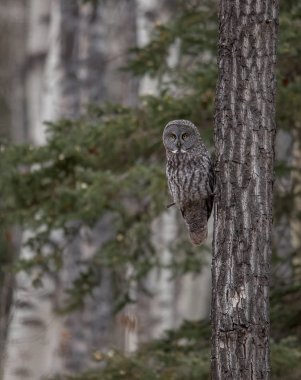 Alberta Kanada 'da Büyük Gri Baykuş