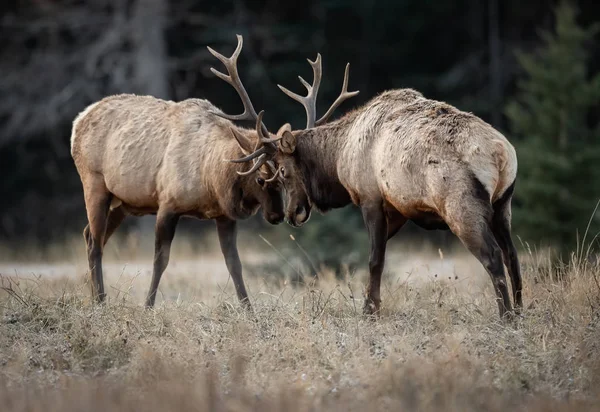 Elk Fighting Banff Canadá — Fotografia de Stock