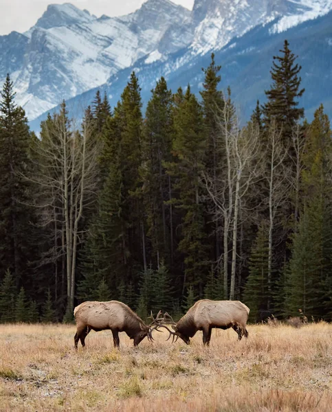 Kanada Banff 'ta Geyik Dövüşü