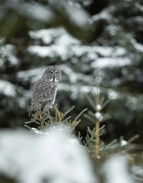 Great Grey Owl Alberta Canada — Stock Photo, Image