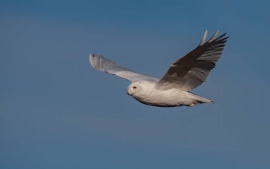 Kışın karlı bir baykuş