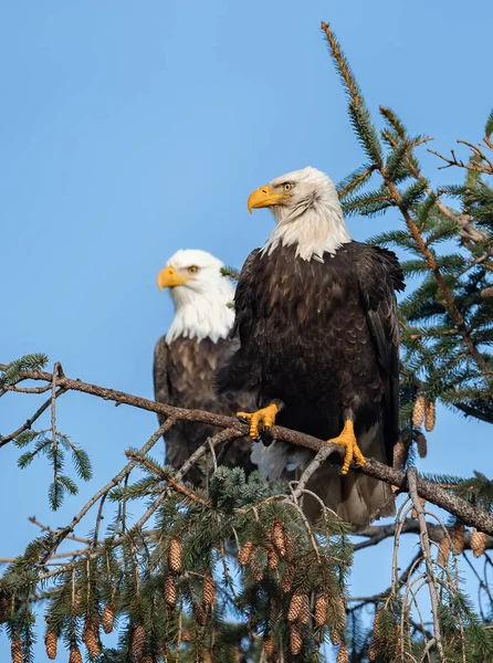 North American Bald Eagle — Stock fotografie
