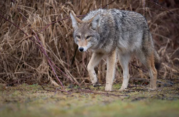 Kojot Kolumbii Brytyjskiej Kanada — Zdjęcie stockowe