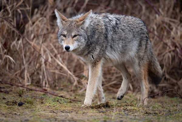 Kojot Kolumbii Brytyjskiej Kanada — Zdjęcie stockowe