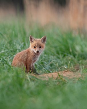 New Jersey 'de kızıl tilki