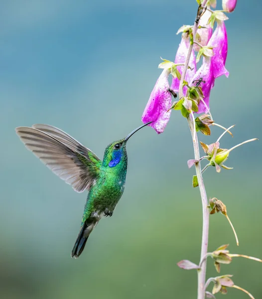 Koliber Kostaryce — Zdjęcie stockowe