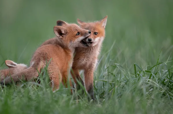 Red fox in New Jersey