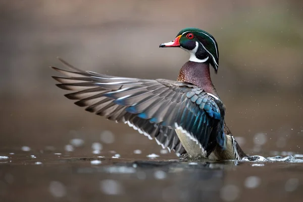 A wood duck in pennsylvania