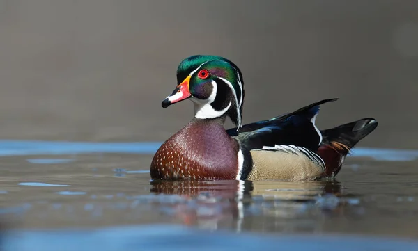 A wood duck in pennsylvania