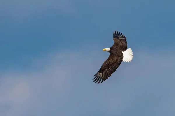 Águila Calva Norteamericana — Foto de Stock