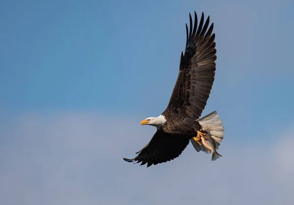 Águila Calva Norteamericana —  Fotos de Stock