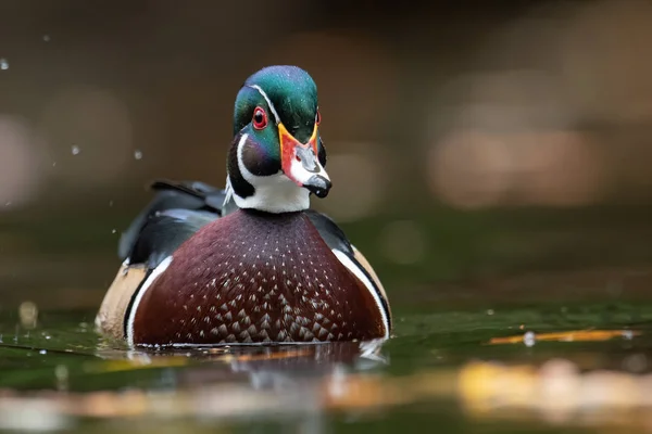 A wood duck in pennsylvania