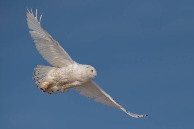 Kışın karlı bir baykuş