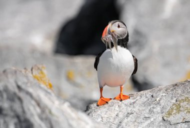 An Atlantic Puffin on Machias Seal Island off the Coast of Maine