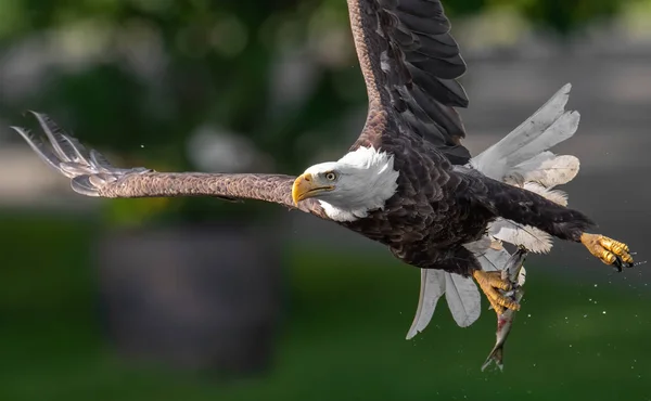 Nordamerikansk Flintörn — Stockfoto