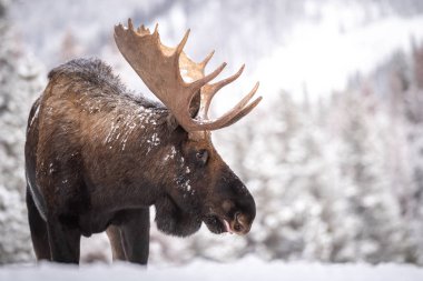 Jasper Kanada 'da karda geyik