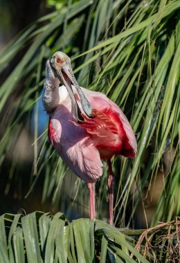 Florida'da roseate kaşıkçı 