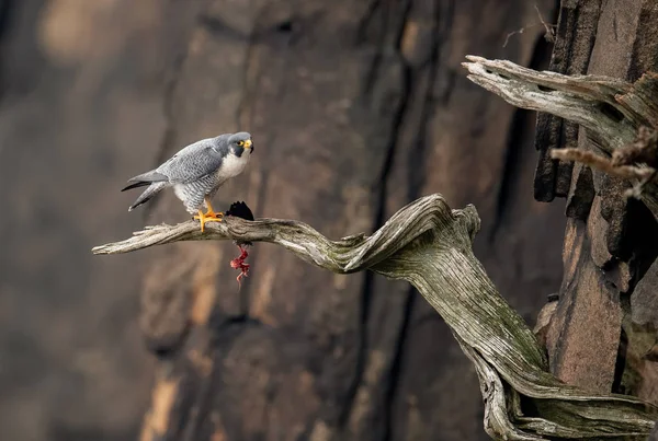 Peregrine Falcon New Jersey — Stock fotografie