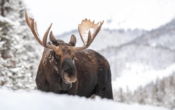 Jasper Kanada 'da karda geyik