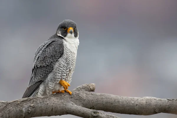 Portrait Peregrine Falcon New Jersey — Stock Photo, Image